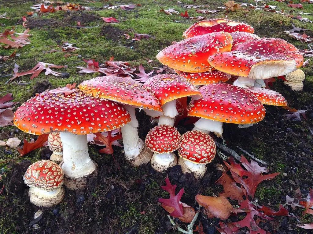 Dozo Dont Trip Gummies Amanita Raw. Shop CoastalHemp.co